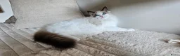 Ragdoll cats for sale: STUNNING RAGDOLL BOY – ACTIVE BREEDING - Advert 14