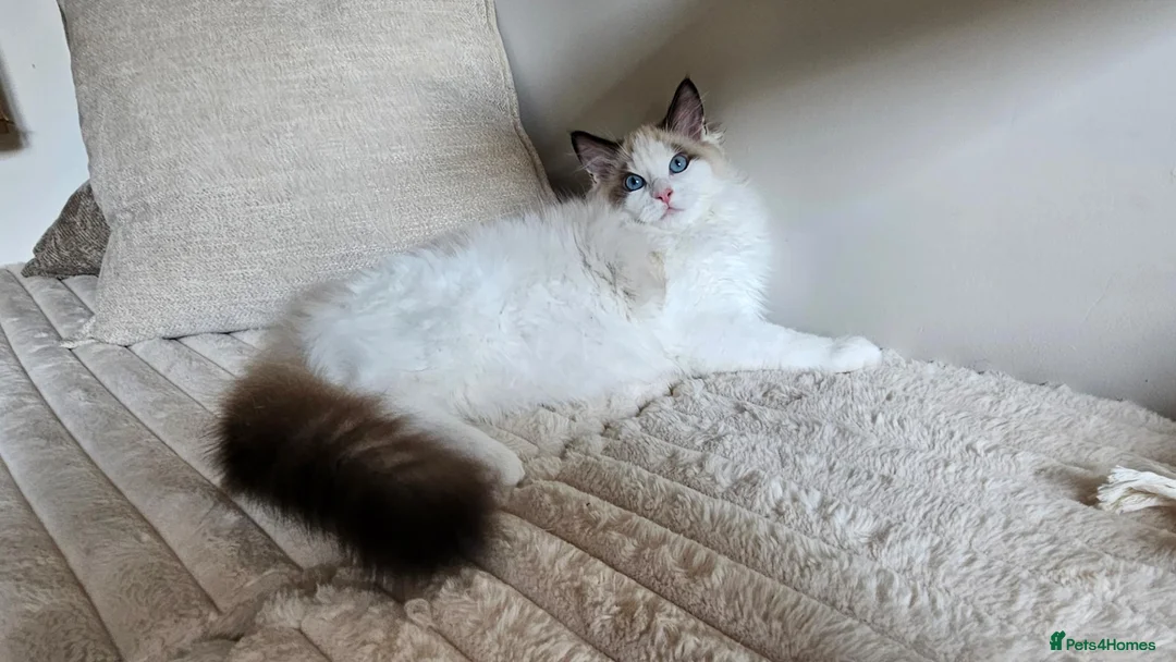 Ragdoll cats for sale: STUNNING RAGDOLL BOY – ACTIVE BREEDING - Advert 14
