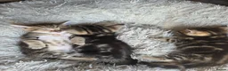 Mixed Breed cats for sale: Tabby kittens  - Advert 6