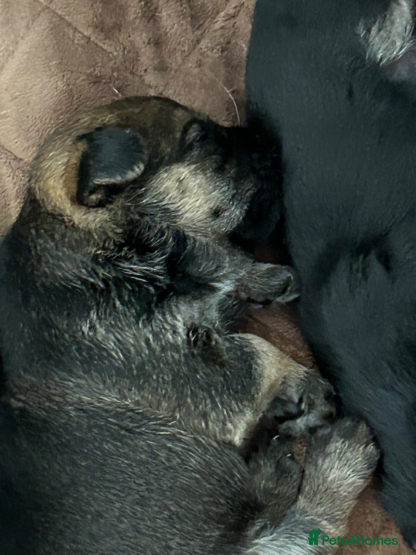Border Terrier dogs One female and one male left from our litter  - Advert 12