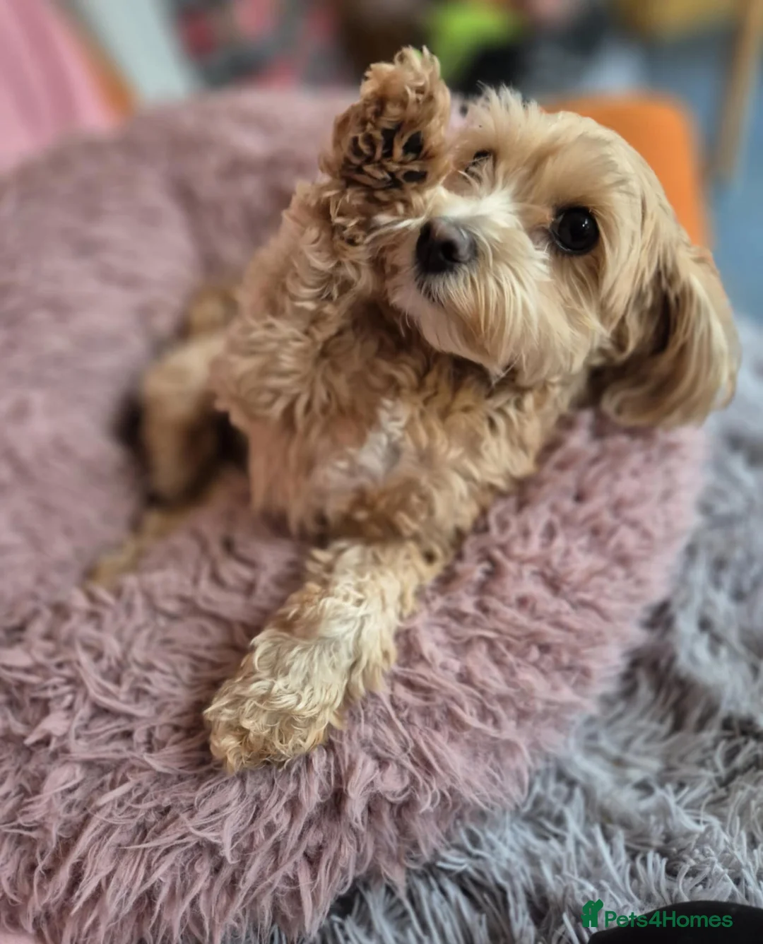 Maltipoo dogs for adoption: Molly Mae - In Ayr Looking for a Home - Advert 2