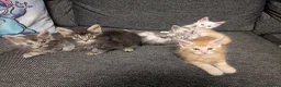 Maine Coon cats for sale: 5 beautiful male coon males  - Advert 5