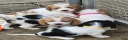 Basset Griffon Vendeen dogs for sale: Griffon grand bassets  - Advert 15