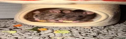 Rat rodents for sale: 3 female rats in Manchester - Advert 2