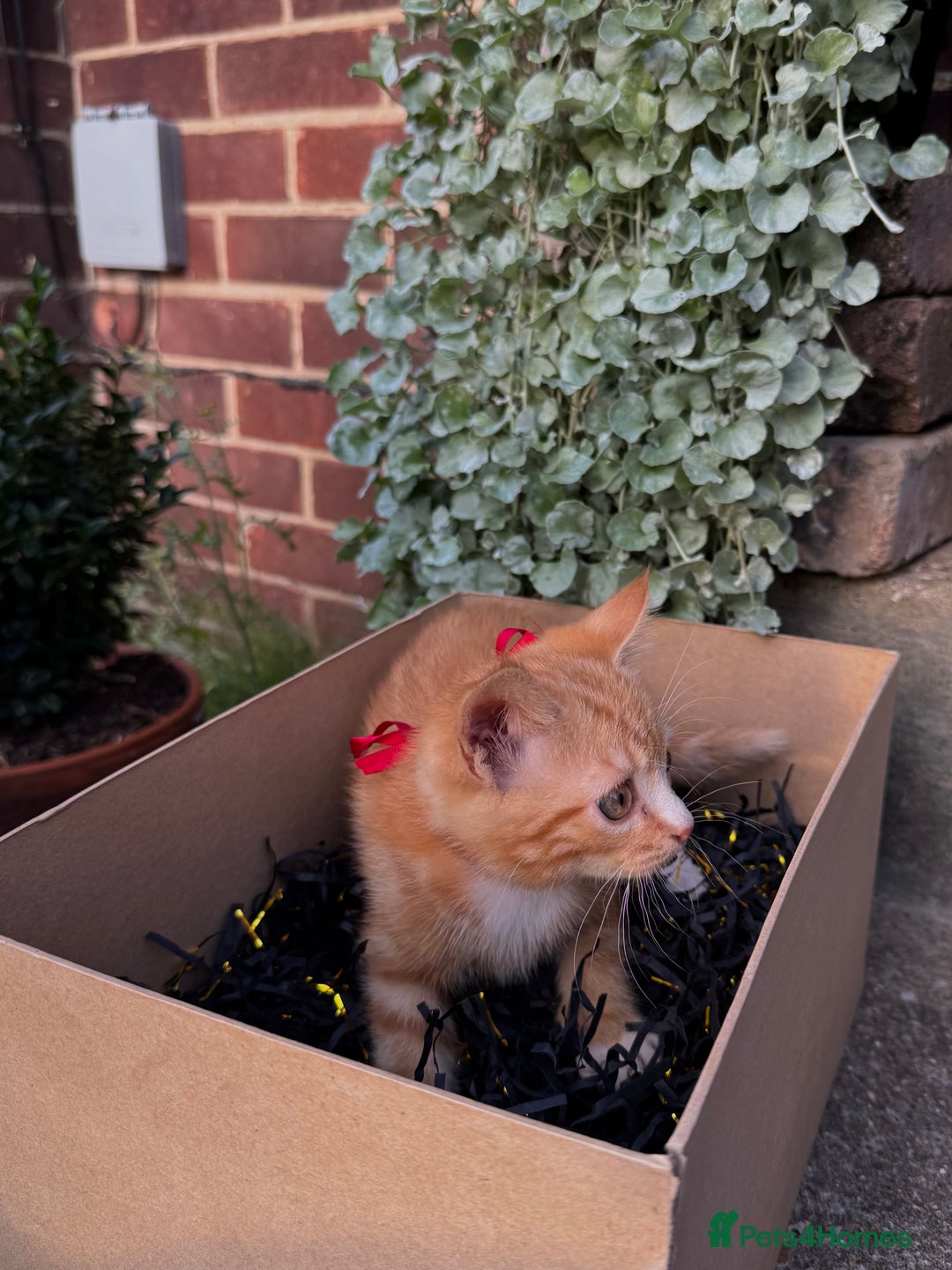 Domestic Shorthair cats for sale: 5 Beautiful fluffy Kittens - Image 6