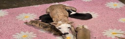 Whippet dogs for sale: Whippet litter.  One male left (badger) - Advert 20