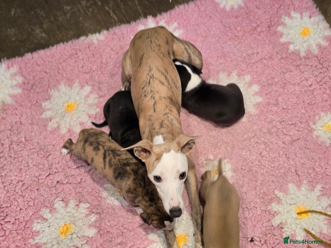 Whippet dogs for sale: Whippet litter.  One male left (badger) - Advert 20