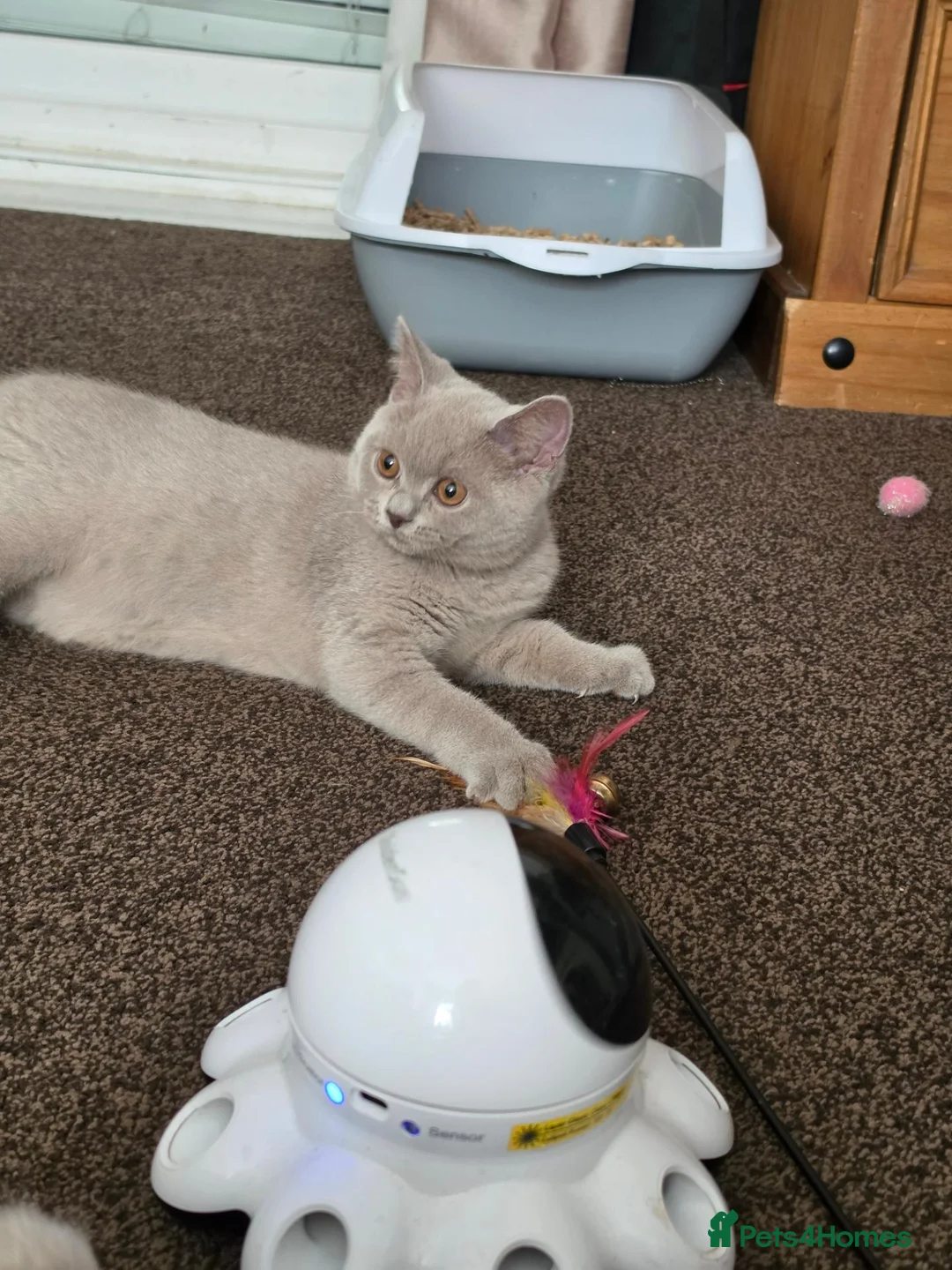 British Shorthair cats for sale:  Ready Now dual registered active,please read - Advert 1