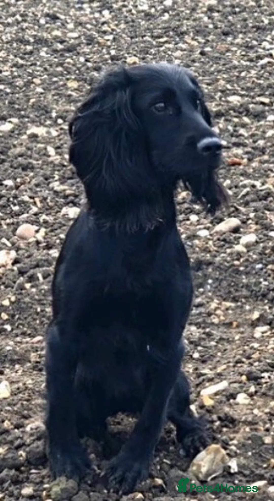 Cocker Spaniel dogs for sale: chocolate working cocker spaniel puppies  - Advert 11