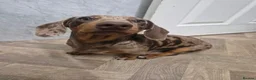 Miniature Dachshund dogs for sale: Miniature dachshund daple colouring - Advert 4