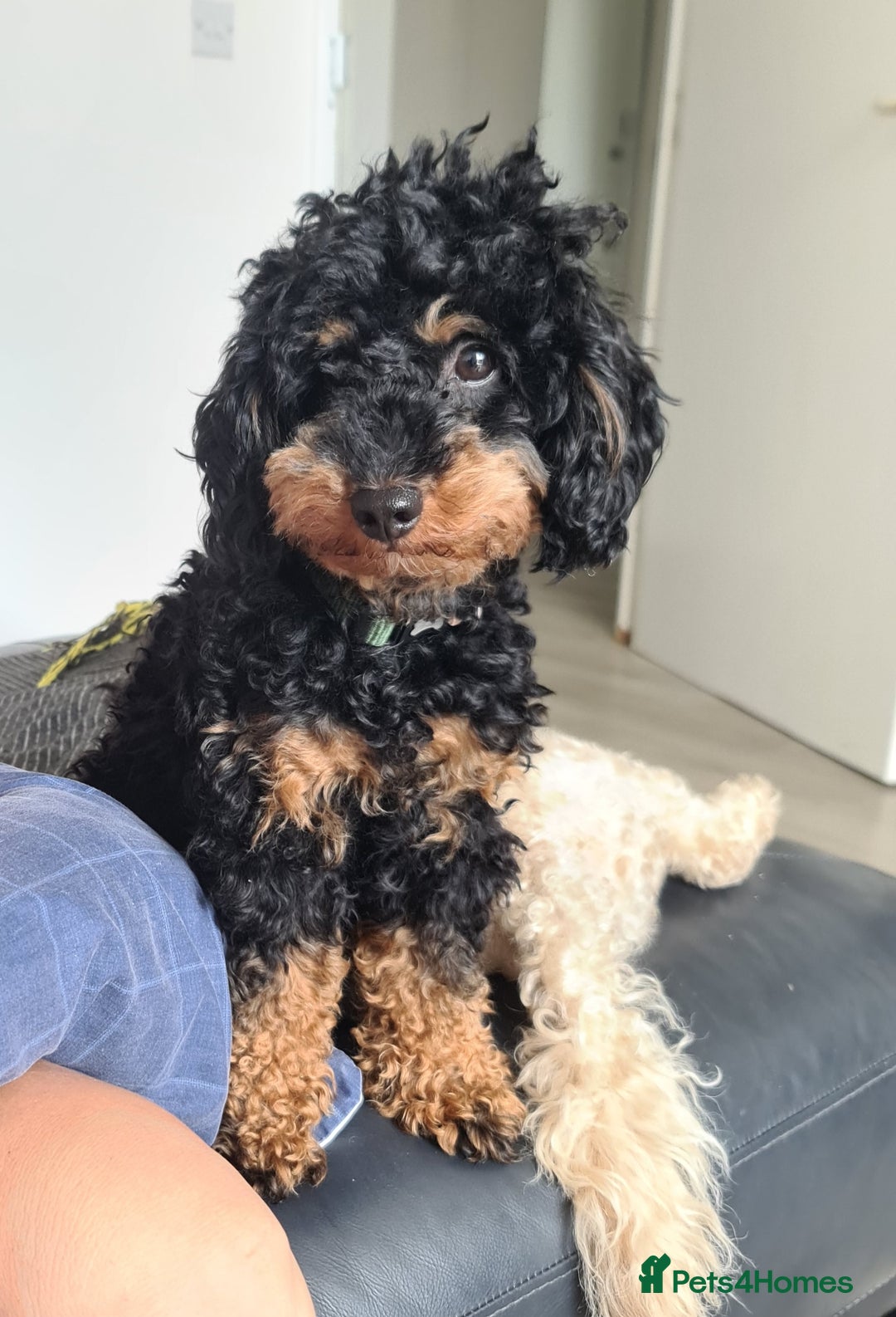 Toy Poodle dogs for sale: Beautiful Red & Phantom Toy Poodle's! KCregistered - Advert 24
