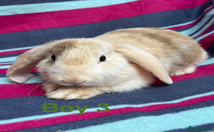 Mini Lop rabbits - Advert 4