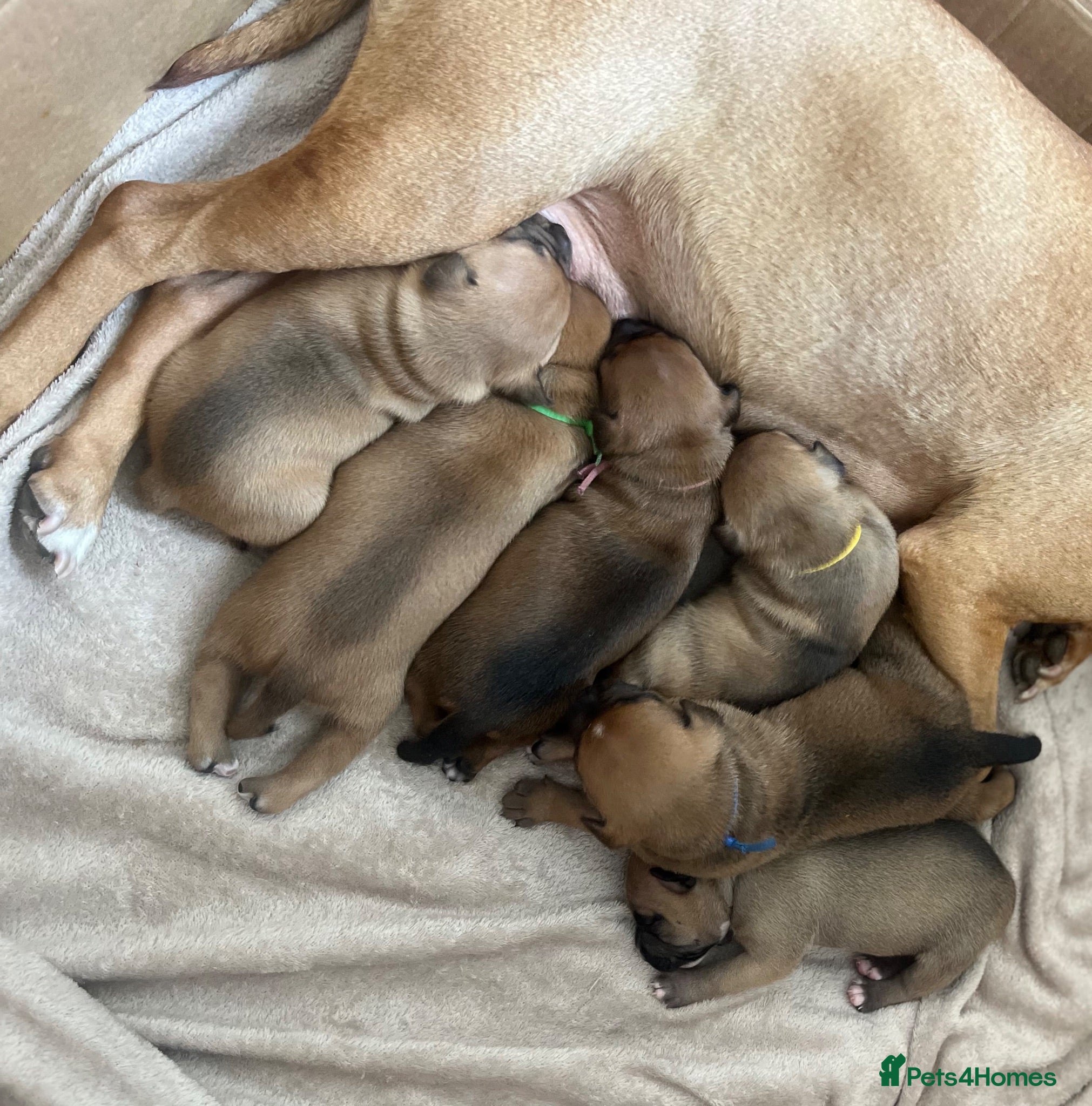 Staffordshire Bull Terrier dogs ❤️Beautiful red Staffordshire bull terrier puppies - Advert 12