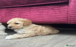 Goldendoodle dogs for sale: ⭐️⭐️READY NOW⭐️⭐️ Beautiful Goldendoodles - Image 19