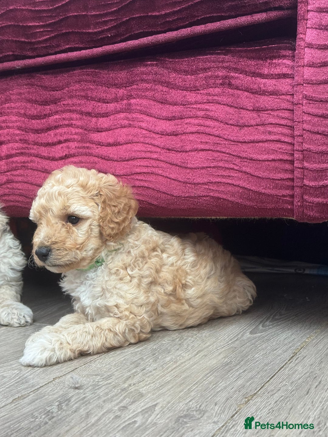 Goldendoodle dogs for sale: ⭐️⭐️READY NOW⭐️⭐️ Beautiful Goldendoodles - Image 19