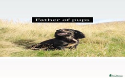 Cocker Spaniel dogs for sale: Working cocker spaniels - EXCELLENT BLOODLINE - Image 5