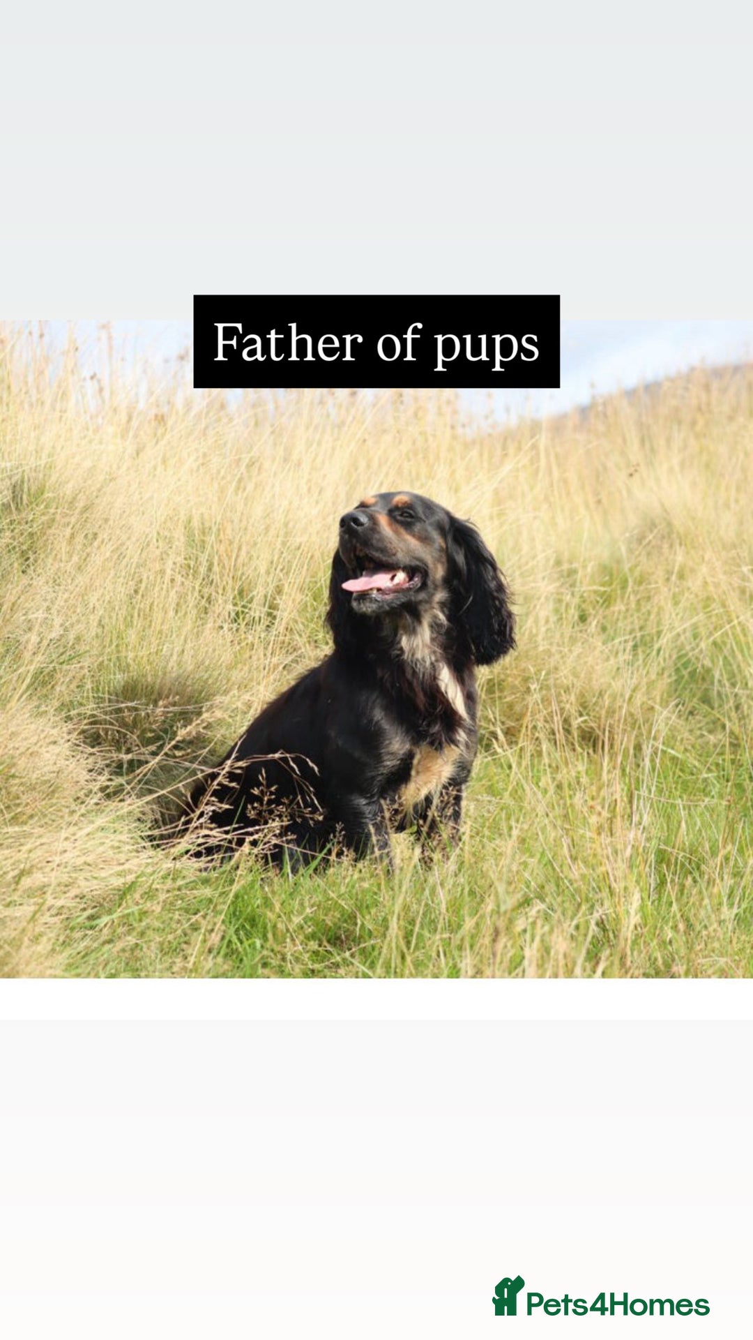 Cocker Spaniel dogs for sale: Working cocker spaniels - EXCELLENT BLOODLINE - Image 5