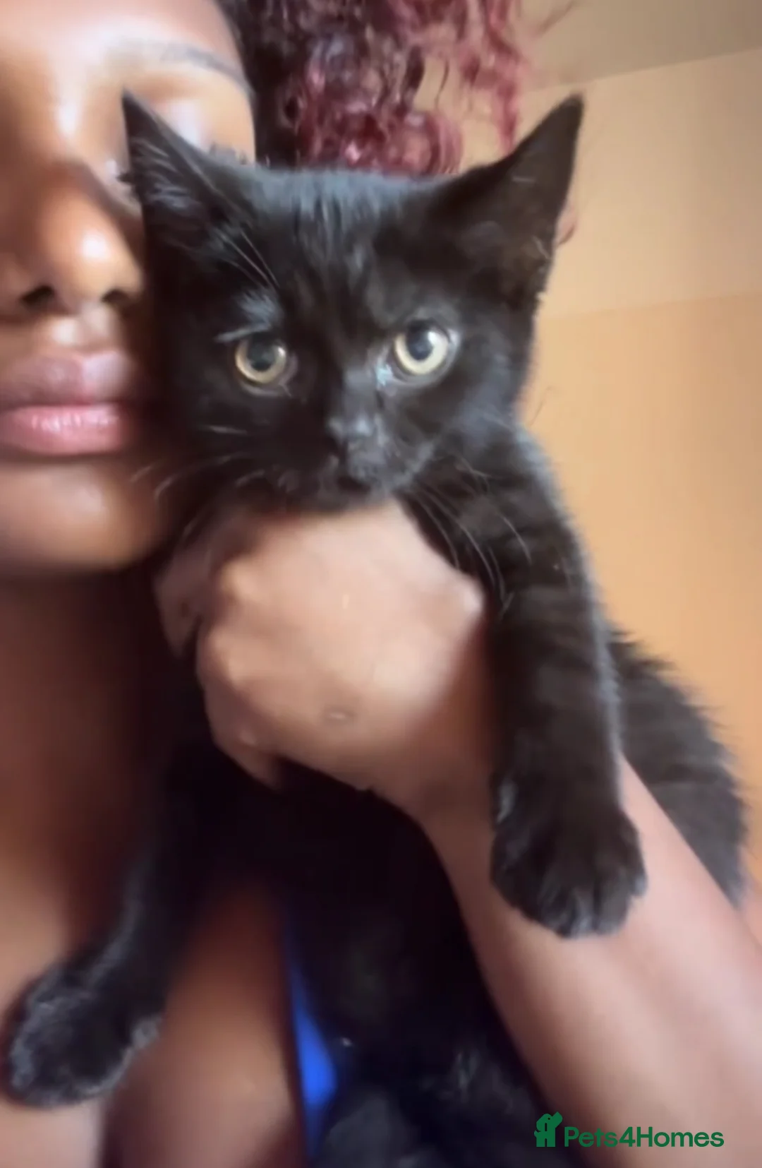 Mixed Breed cats for sale: 3 kittens for sale  in Leicester - Advert 2