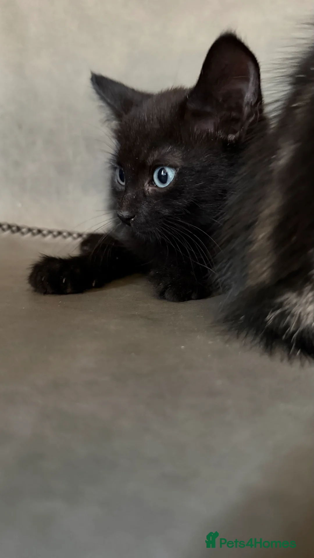 Mixed Breed cats for sale: Ragdoll x - Advert 3