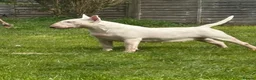 English Bull Terrier dogs for sale: 1 pure white male outstanding pedigree  - Advert 14