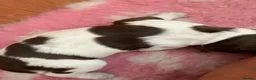 Sprocker dogs for sale: Sprockers for sale - Advert 12