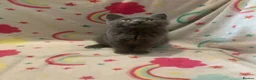 Scottish Fold cats for sale: Lovely & Energetic, Blue Scottish Straight Kitten! - Advert 10