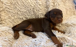 Dobermann dogs for sale: 12 stunning Doberman puppies - Image 24