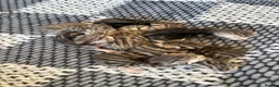 Bengal cats for sale: 8 gorgeous bengal kittens for sale  - Advert 3