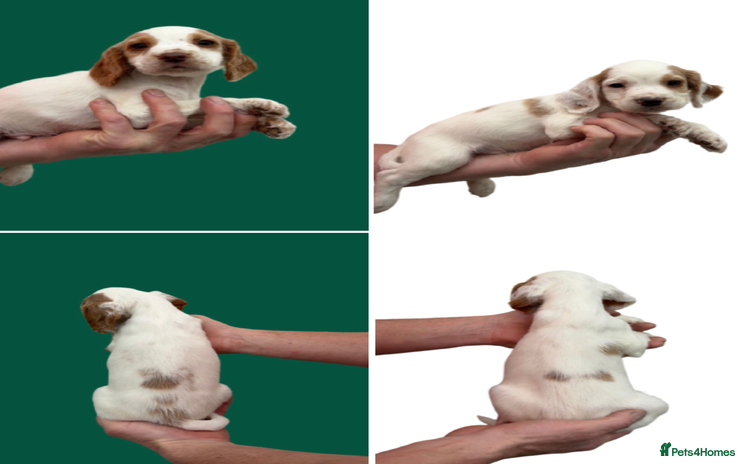 Cocker Spaniel dogs - Advert 4
