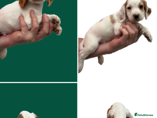 Cocker Spaniel dogs - Advert 31