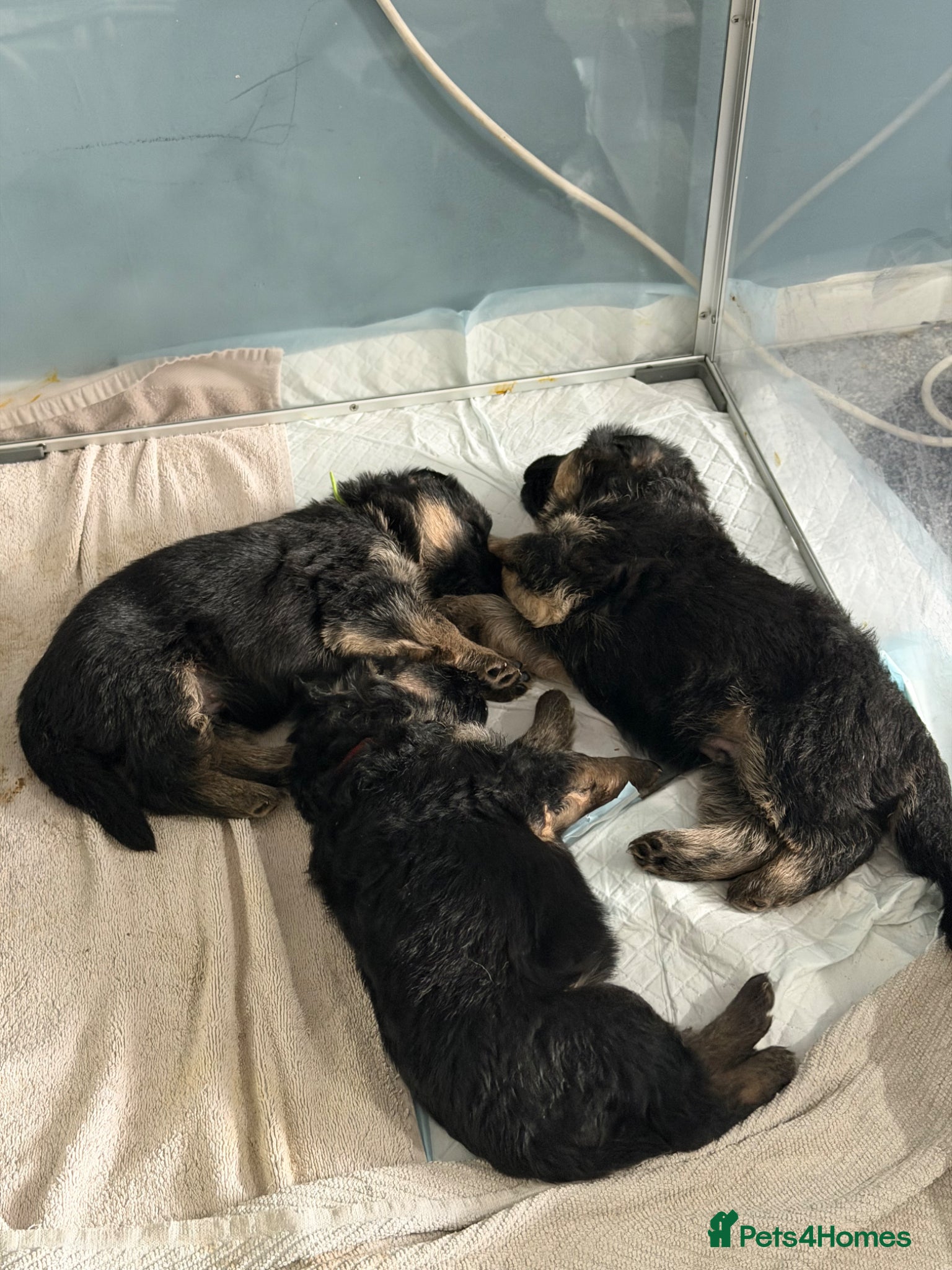 German Shepherd dogs Show quality German Shepherd Puppies  - Advert 9