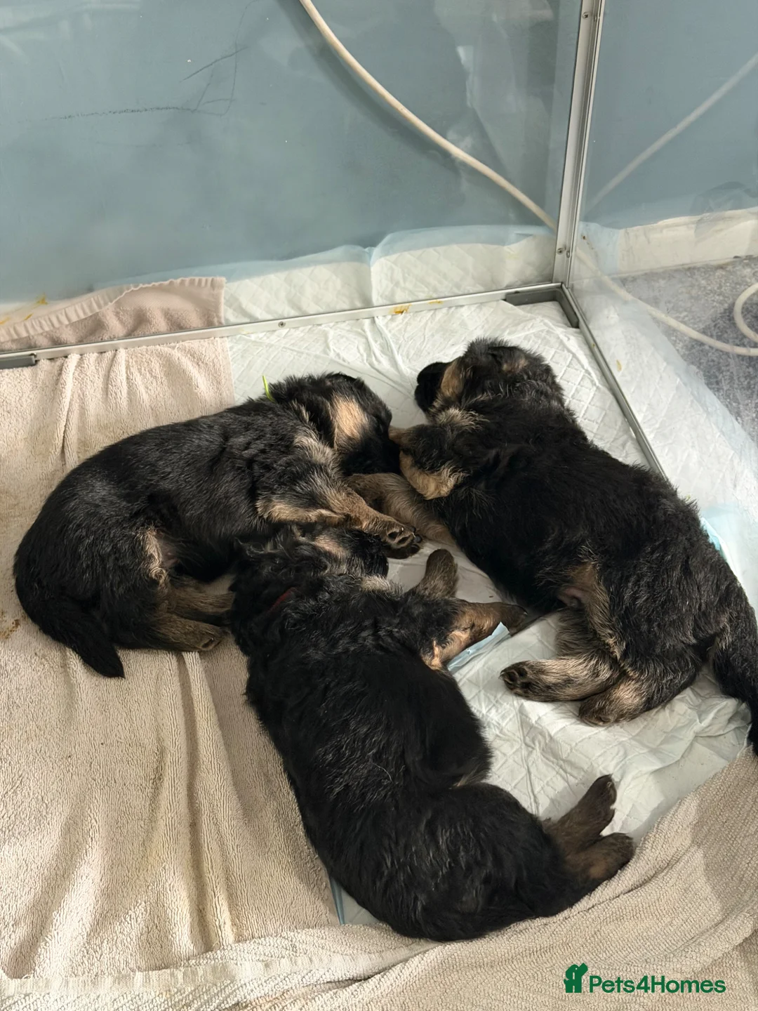 German Shepherd dogs for sale: Show quality German Shepherd Puppies  - Advert 1