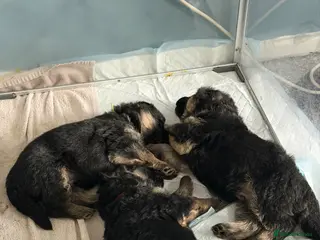 German Shepherd dogs Show quality German Shepherd Puppies - Advert 6