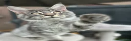 Maine Coon cats for sale: Maine Coon kittens for sale - Advert 3