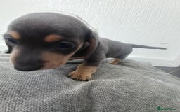 Miniature Dachshund dogs for sale: K.C Beautiful miniature daschunds - Image 9
