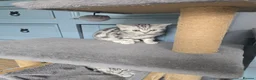 British Shorthair cats for sale: Bsh silver tabby boy 🩵 - Advert 5