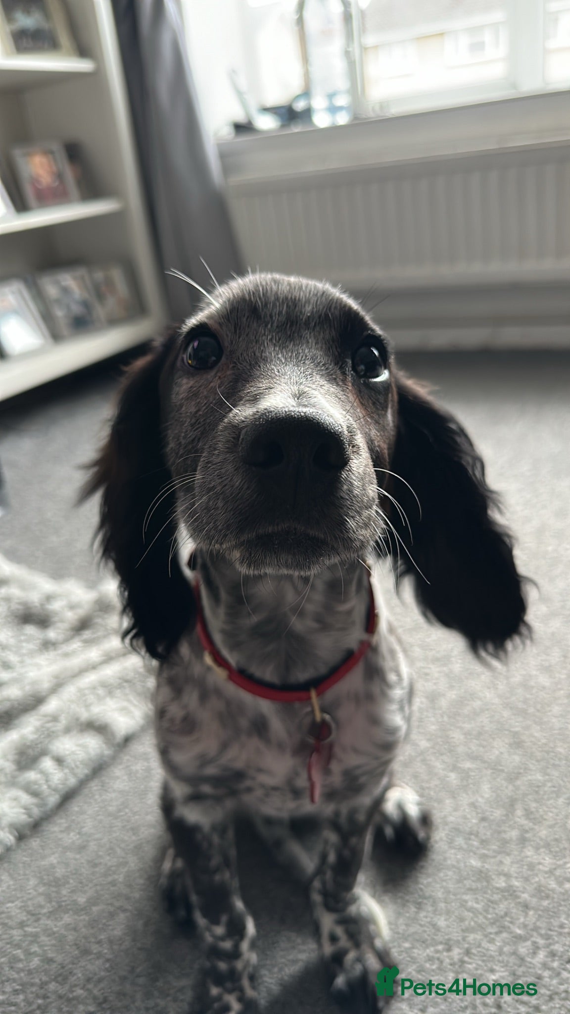 Cocker Spaniel dogs 2 11month old working cockers  - Advert 10