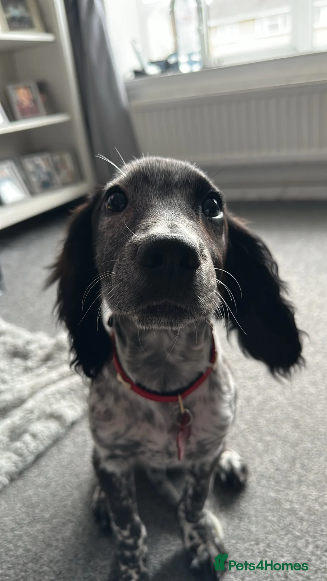 Cocker Spaniel dogs for sale: 2 11month old working cockers  in Crawley - Advert 1