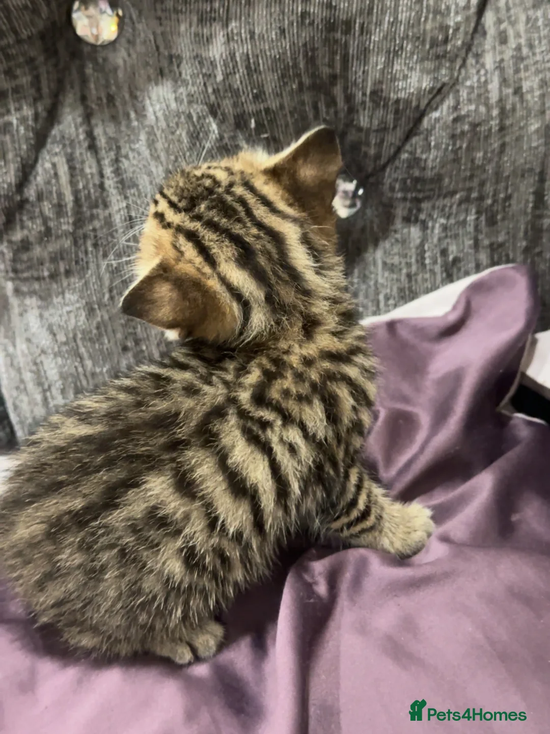 British Shorthair cats for sale:  dark blue eyes British Shorthair Male Kitten in Bolton - Advert 2