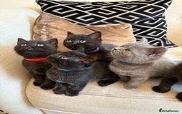 British Shorthair cats for sale: Rare black smoke British short hair kittens - Image 2