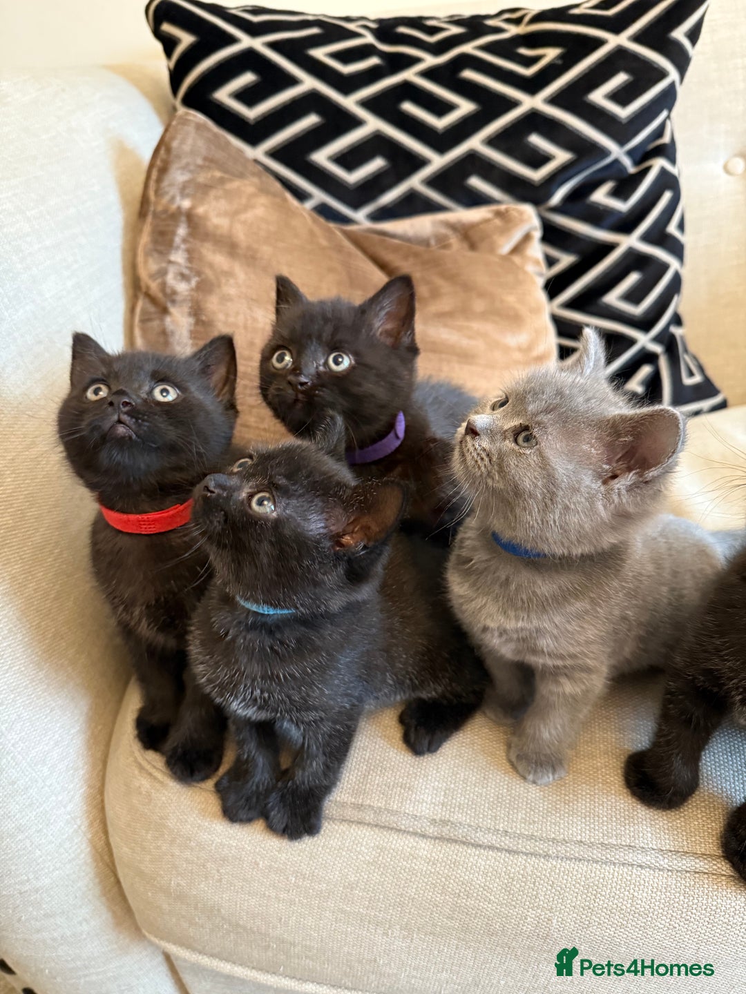 British Shorthair cats for sale: Rare black smoke British short hair kittens - Image 2