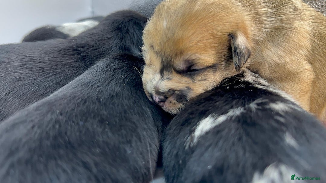 Mixed Breed dogs for sale: Floodle  - Image 23