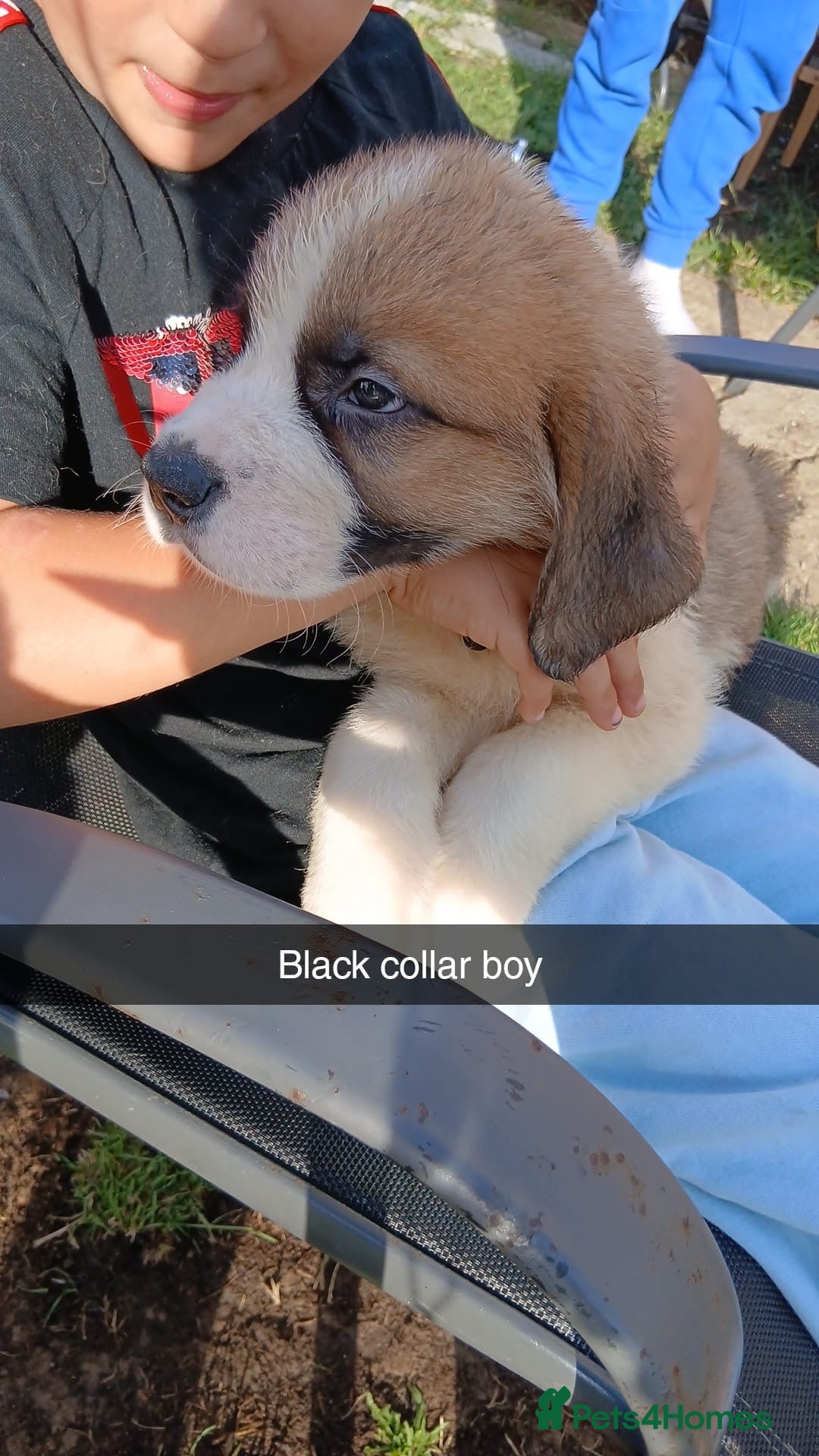 Saint Bernard dogs for sale: Saint Bernard puppies  - Image 19