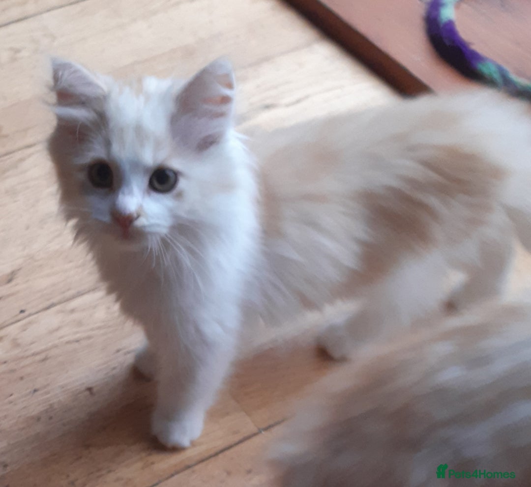 Siberian cats for sale: Three Beautiful Blond Siberian Kittens - Image 14