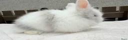 Lionhead rabbits for sale: Doublemane lionheads in Saltash - Advert 11