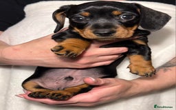 Miniature Dachshund dogs for sale: Miniature short haired daschunds  - Image 8