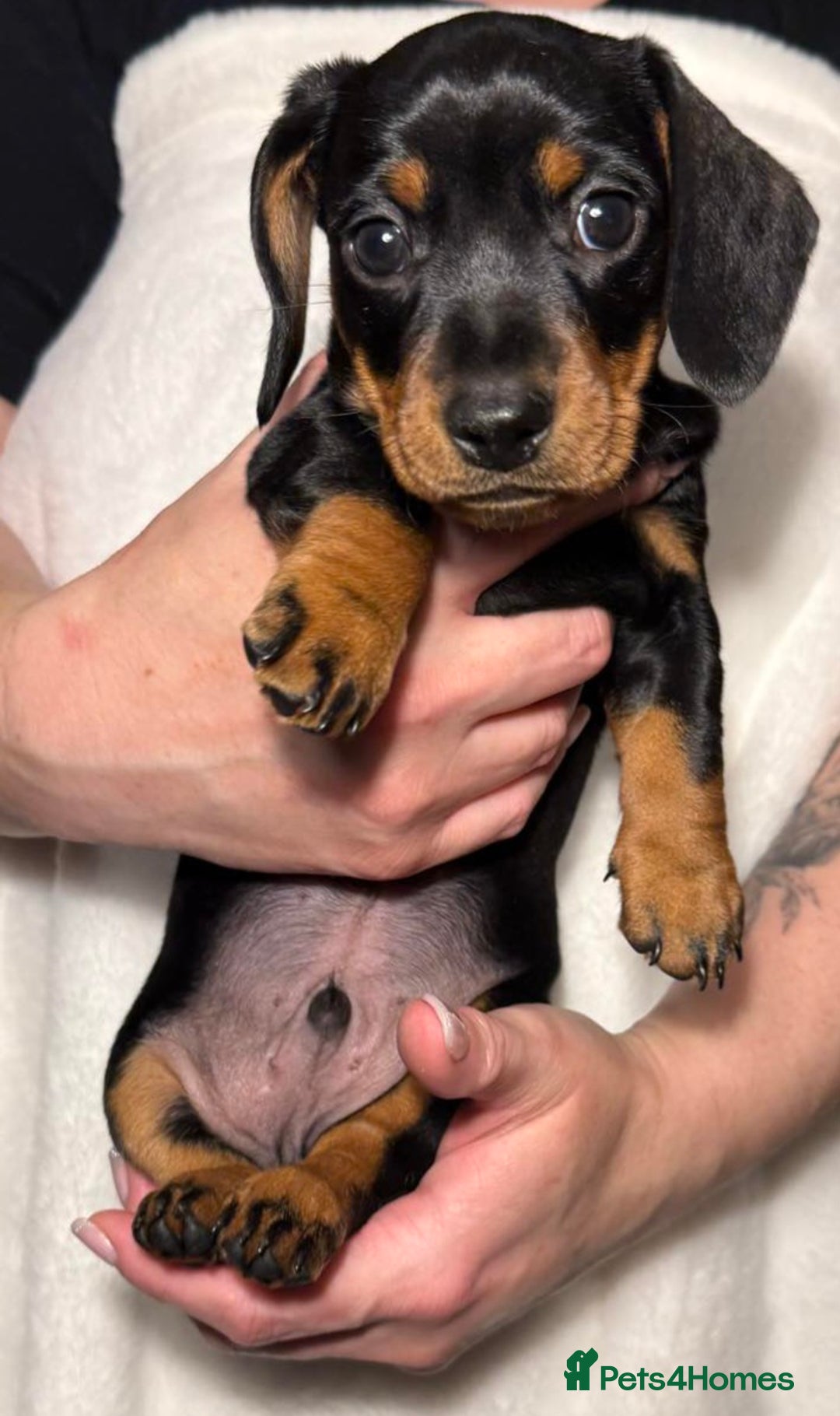 Miniature Dachshund dogs for sale: Miniature short haired daschunds  - Image 8