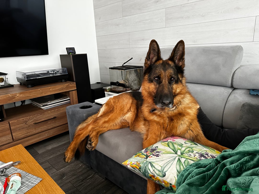 German Shepherd dogs for sale: German Shepherd - Advert 5