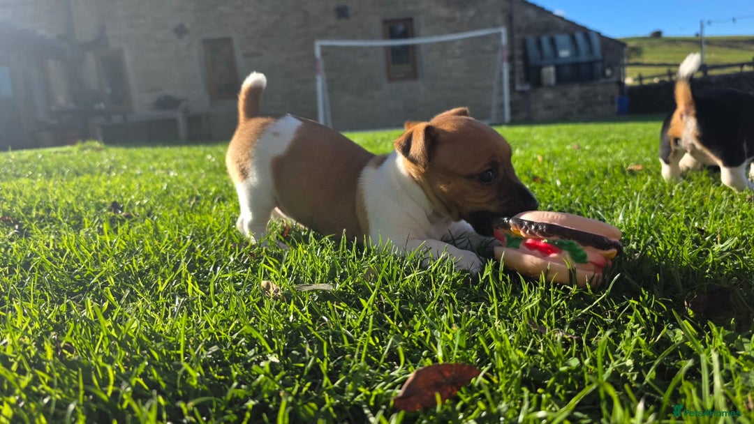 Jack Russell dogs for sale: Excellent pure bred working mini Jack Russell pups - Image 15