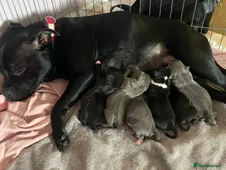 Staffordshire Bull Terrier dogs 6 stunning KC registered Staffy puppy’s - Advert 1